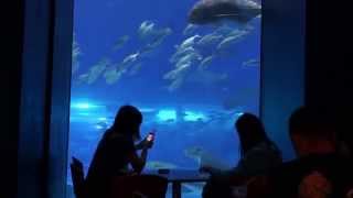 沖縄・美ら海水族館でお魚観ながらタコライス★