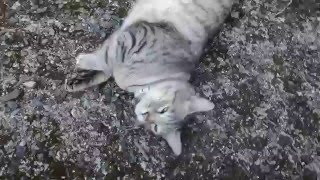 かわいい声で甘える猫◎銀ちゃん