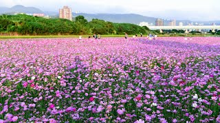 關渡花海-讓我帶您一起去, 花期不長動作快~