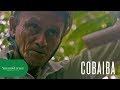 Sourcing Copaiba | Young Living Essential Oils