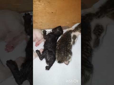 Rescued A Newborn Kitten Left Alone Crying By The Mama Cat.. - YouTube