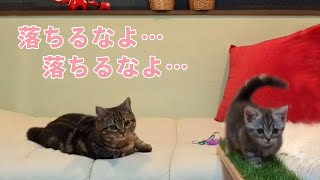 橋を渡る弟を、心配そうに見守る兄猫。