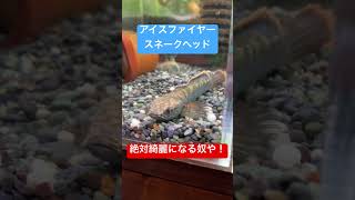 将来性抜群のアイスファイヤースネークヘッド#熱帯魚 #アクアリウム #スネークヘッド#アワジヤ