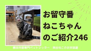 お留守番ねこちゃんのご紹介246【大切な猫のお客様】