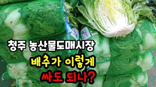 청주농산물도매시장의 배추시세 너무 싸서 농부님들 이마 주름살추가되겠어요