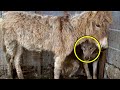 They Threw An Old Donkey and A Wolf In A Cage. What Happens Next Is Unbelievable!