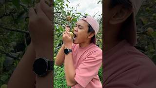 Makan 🍎 Langsung Dari Pohon Apel 🌳