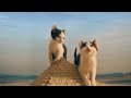 flygresor.se presenterar kattungarna vid pyramiderna