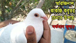 কাকজি কবুতরের চেনার উপায় এবং কবুতরের মূল্য || Kakji Pigeon || Pigeon Vlog Video || kobutor palon