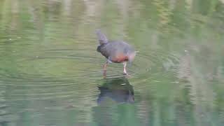 紅胸田雞 Ruddy-breasted Crake