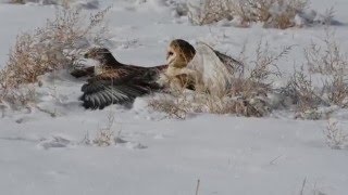 Ferruginous Hawk and Barn Owl Tussle