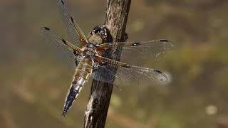 Dragonflies   -  Four - spotted Chaser  -  4K Resolution