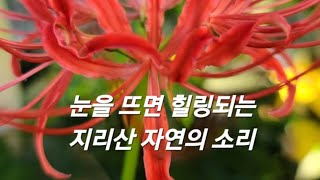 지리산 신바람 tv   눈을 뜨면 힐링되는 지리산 자연의소리!!