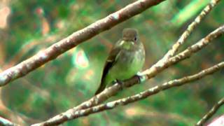 Flycatcher, Dark-sided - Muscicapa sibirica