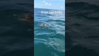 Sea Turtle right off beachfront today #seaturtles #savetheturtles #galvestontexas #fishinglife