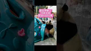 大熊貓靈岩帶動河南文旅不愧是國寶 #panda #胖岩#大熊貓#shorts