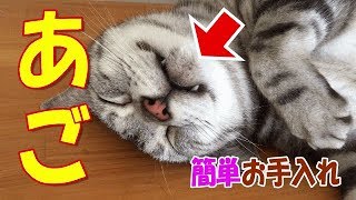 【簡単お手入れ２０秒】トリマーが教える猫あごニキビ予防！