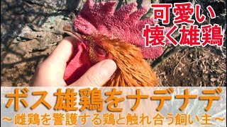 ボス雄鶏をナデナデ～砂浴びする雌鶏警護するニワトリと触れ合う飼い主～