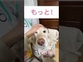 最後が可愛い！なでなでタイム【中型犬レトニエル】 shorts