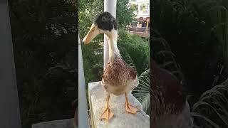 Funny chick \u0026 duck # comedy பாட்டி உங்கள தாத்தா கூப்புடுடாறு!🤔🤔🤔😂😂🤣🤣🤣🤣🤣