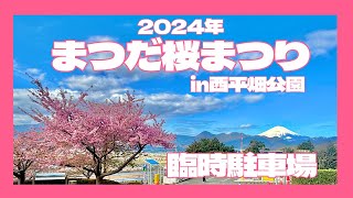 まつだ桜まつり　臨時駐車場＆河津桜　2024年3月2日