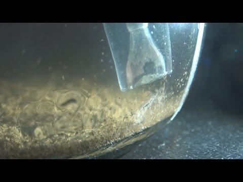 How to save money on baby brine shrimp How to save money on baby brine shrimp