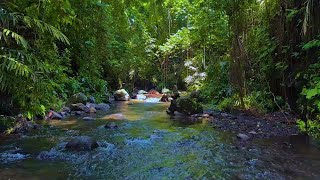 Calm River Sounds in Forest | ASMR Gentle Water Flow for Sleep and Focus