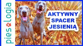 Aktywny spacer jesienią