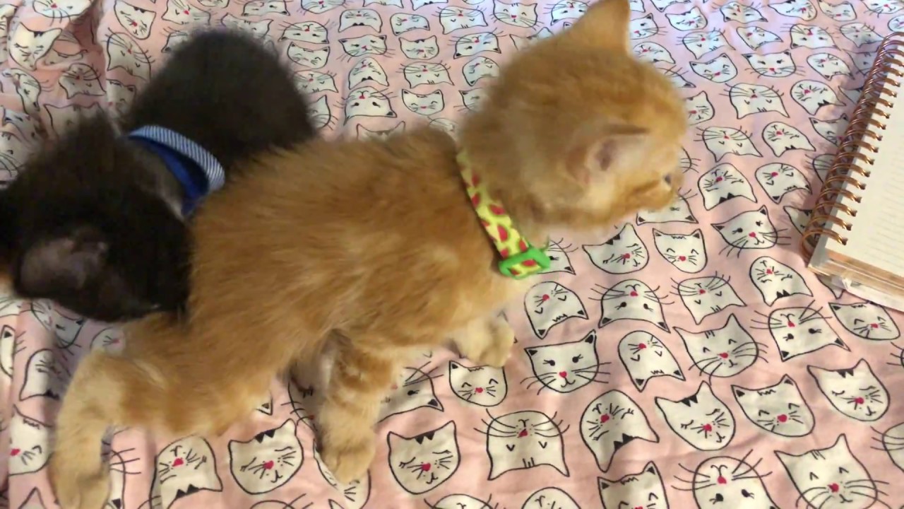 Sick Kittens Treatment Youtube