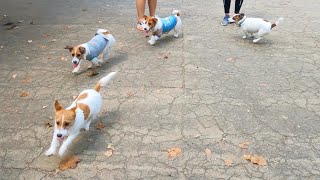 ドッグランでジャックラッセルテリアのガウガウ ワンプロの集い 1 / Energetic little Jack Russell Terriers