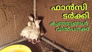 ഫാൻസി ടർക്കി കുഞ്ഞുങ്ങൾ വില്പനയ്ക്ക് Bourbon red fancy turkey chicks for sale