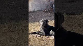 #greatdane #tiktok #fyp #trend #dachshund #shortsviral #shorts #fypシ゚ #foryou