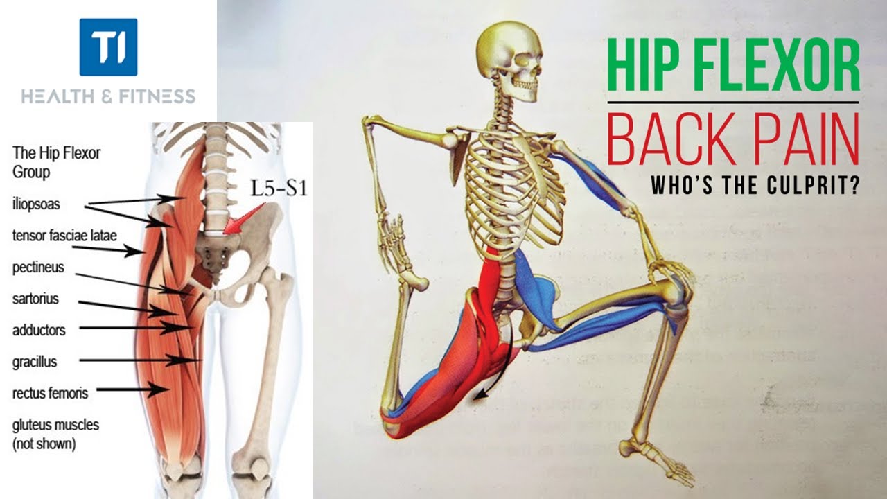 Diagram Of Hip Flexors