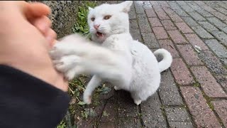 Angry White Cat Crazily attacking cats and people around her.