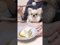 【チワワ】チワワのむく🐶今日はお豆腐🫘狙いで…チャンネル登録してね💕