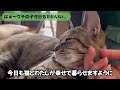 これされたら嫌われてるかも⁉あなたのことが好きか嫌いか分かる猫の行動【もっと仲良くなる方法3選】