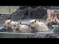 【カピバラ温泉】カピバラの五つ子ちゃん家族で♨温泉♨⑨capybara family hot springs　【こども動物自然公園】