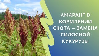 Амарант в кормлении скота - замена силосной кукурузы