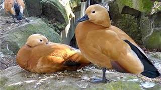 アカツクシガモ　いたるところでのんびりしています【伊豆シャボテン公園】Ruddy shelduck Izu Shaboten Park