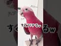 運動不足のインコ達に飛び回ってもらった結果‥ww shorts