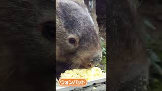 ウォレスのトウモロコシASMR #Shorts #長野市茶臼山動物園