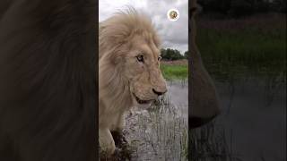 সিংহ টা পানিতে কি খুঁজছে🦁🦁 #shorts #সিংহ টা#পানিতে #short