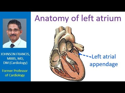 Anatomy Of Left Atrium - YouTube