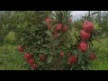 Star crimson apple variety