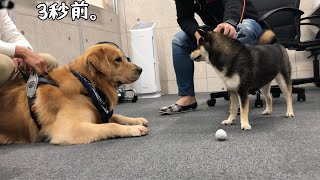 飼い主同士が仲良くても、犬もそうとは限らないパターンもあるゴールデンレトリバーベンツ。