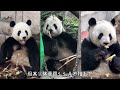 giant panda qifu took his children to sell miserably begging for food. unfortunately fushun only w