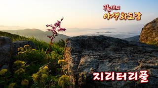 지리터리풀/야생화도감                                                          /한국의야생화/가시오(진욱)크로메틱하모니카/구름재/엄광주