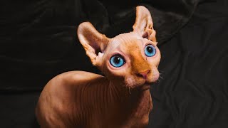 #shorts One of the most expensive cats in the world [Sphinx cat] #dogs Dogs