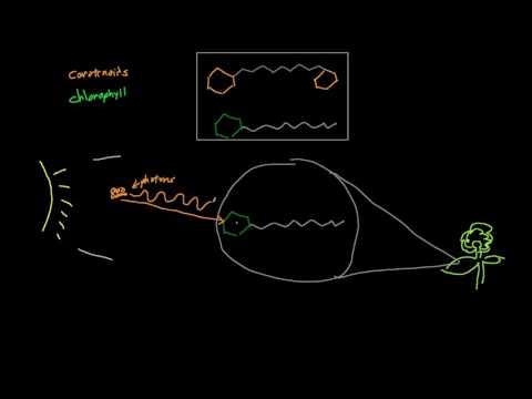 What happens after the chlorophyll gets excited?