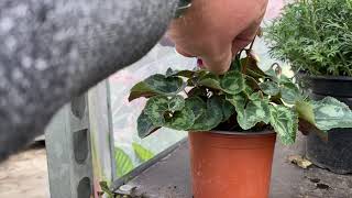 Mini Cyclamen